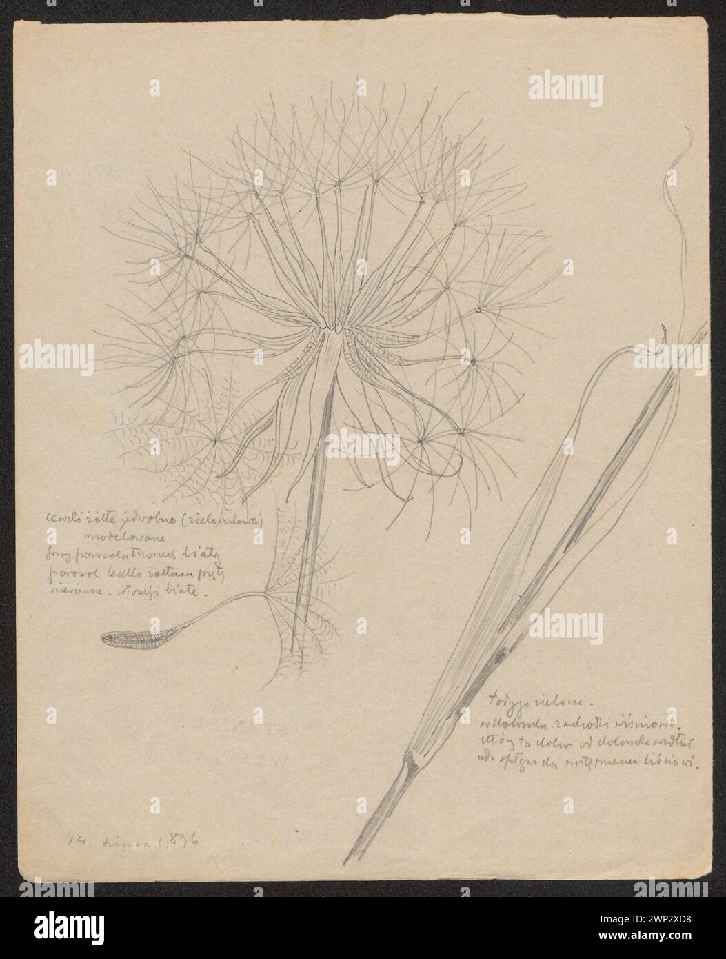 Les travaux de 1896 de Wyspiański illustrent des bobines de soie verdâtre et des études botaniques, qui font partie de la collection Józef Piłsudski du Fonds national pour la culture. Banque D'Images