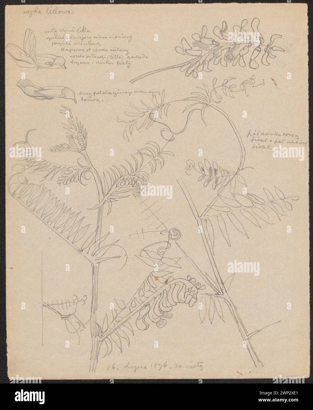 Le travail de Wyspiały en 1896 montre Lillowa au recto et Malwa au verso, mettant en évidence l'illustration botanique et l'enregistrement de l'herbier. Banque D'Images