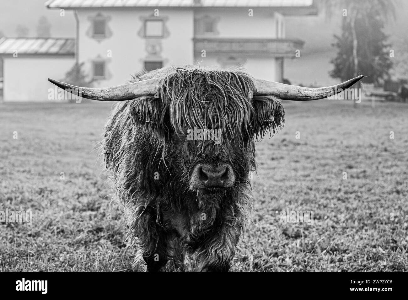 Vache écossaise des hautes terres avec de longues cornes pâturant sur une prairie verte Banque D'Images