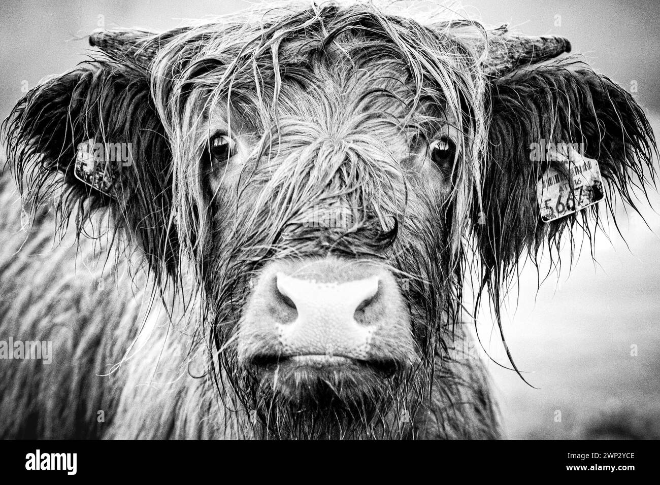 Vache écossaise des hautes terres avec de longues cornes pâturant sur une prairie verte Banque D'Images