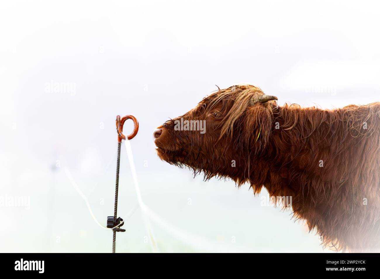 Vache écossaise des hautes terres avec de longues cornes pâturant sur une prairie verte Banque D'Images