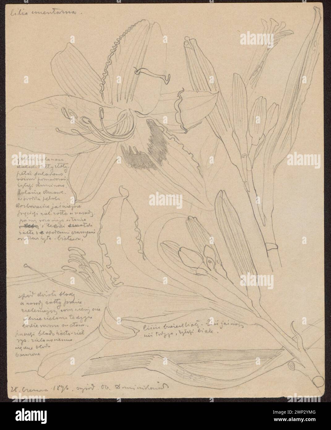 L'illustration de 1896 de Wyspiański présente des lis de cimetière et des fleurs de Bławatek, catalogués dans la collection botanique Józef Piłsudski du Fonds national pour la culture à Kraków. Banque D'Images