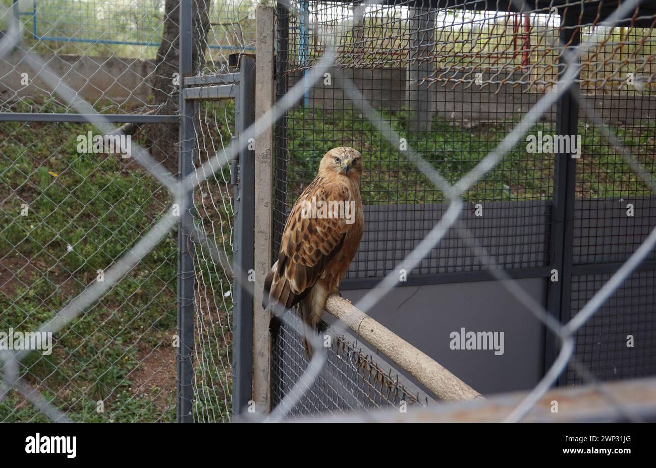 Majesté éthérée. Oiseau dans le zoo de la cage. Faucon d'Eleonora, au milieu d'un périmètre métallique. Zoo Park. STIP. Macédoine Banque D'Images