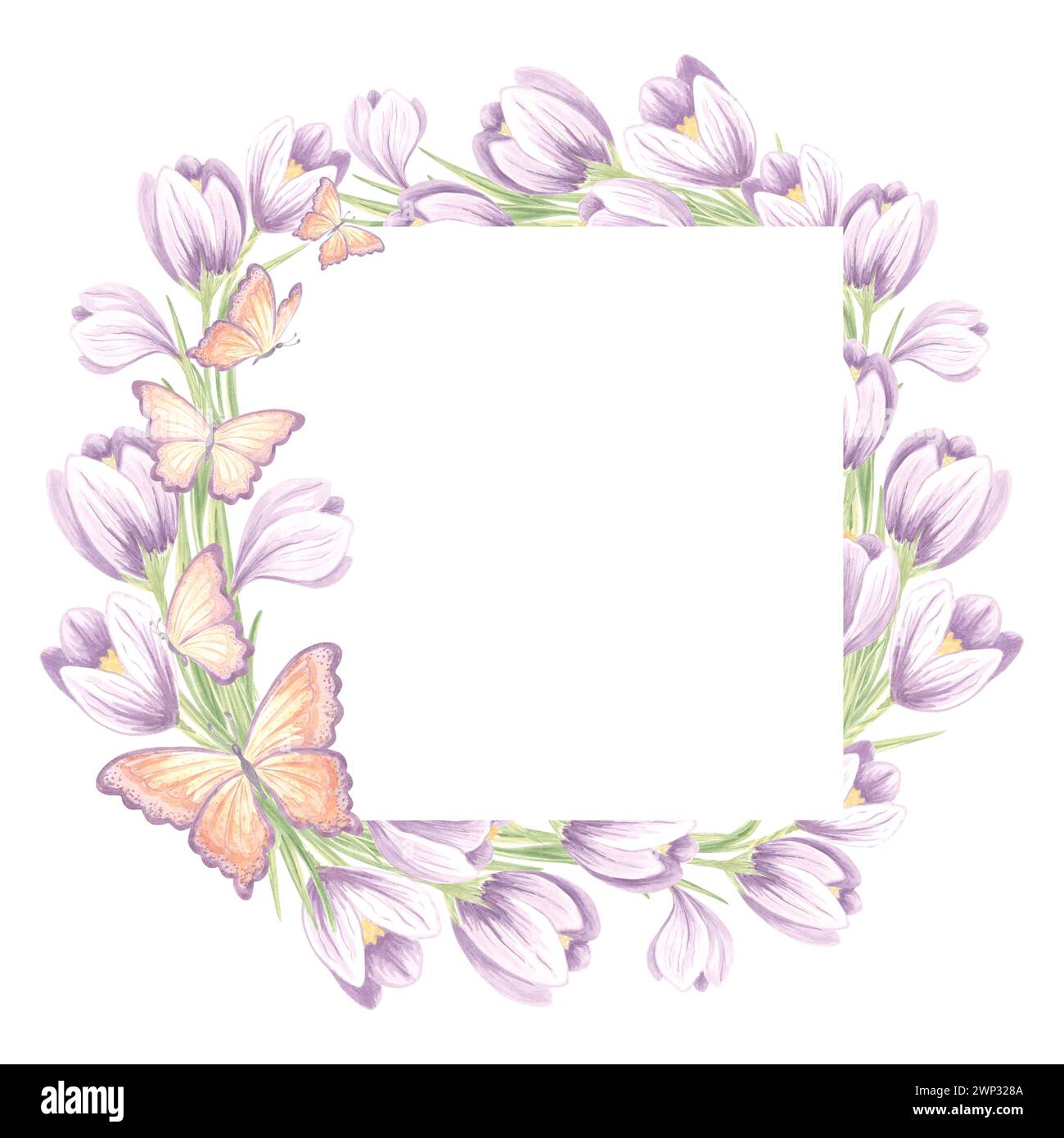 Cadre carré de fleurs de crocus avec des papillons. Illustration isolée de l'aquarelle dessinée à la main. Couronne printanière florale de safran. Modèle avec copie sp Banque D'Images