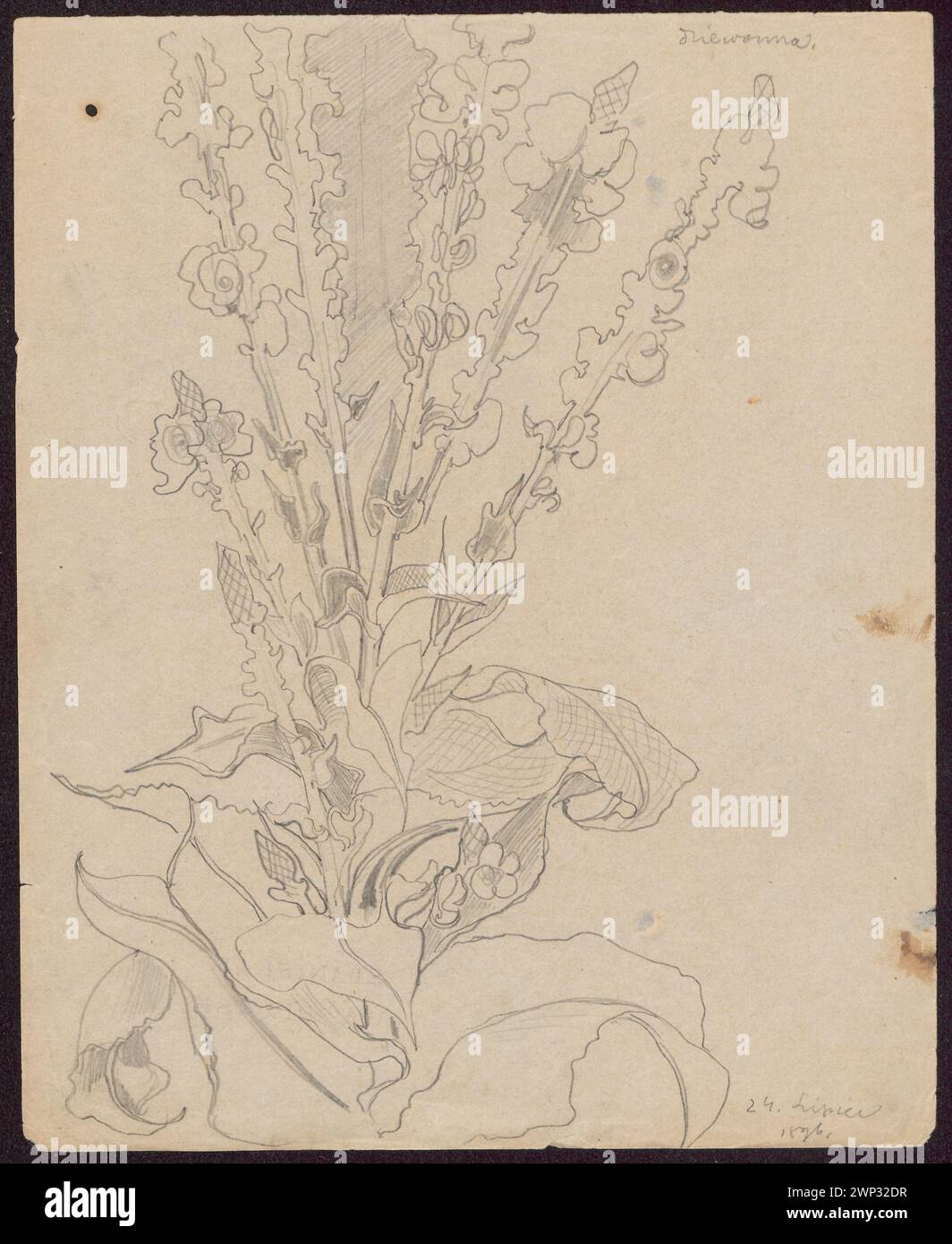 L'illustration de 1896 de Wyspiały présente Mullein au recto et un motif de couronne sombre au verso, combinant illustration botanique et études artistiques. Banque D'Images