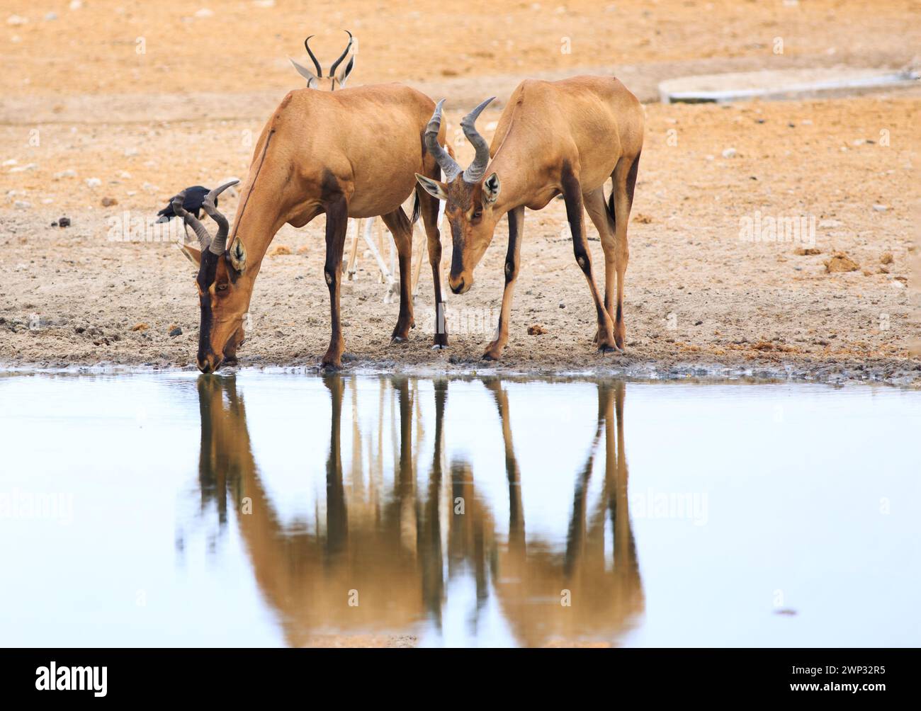 Deux Red Hartebeest buvant d'un point d'eau calme, avec une belle réflexion sur l'eau Banque D'Images