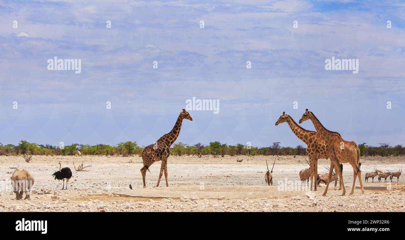 Savane africaine avec rhinocéros noirs, girafe, oryx et autruche Banque D'Images