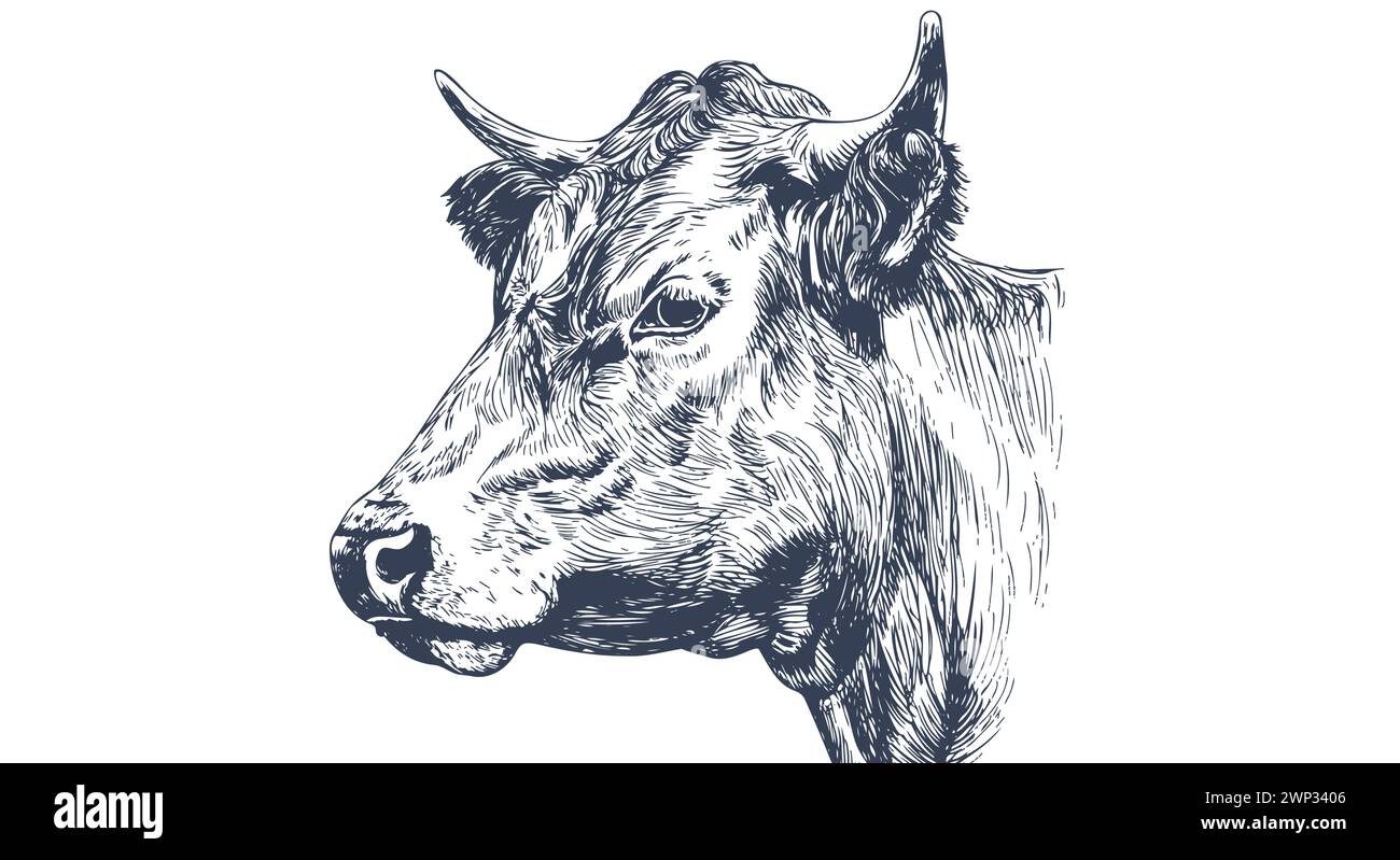 Vache, taureau, bœuf. Impression rétro vintage, vache blanche noire, taureau, dessin au crayon à l'encre de croquis de boeuf, graver la vieille école. Esquisse de silhouette d'illustration tête vache. Vue latérale du profil Beef Bull. Illustration vectorielle Illustration de Vecteur