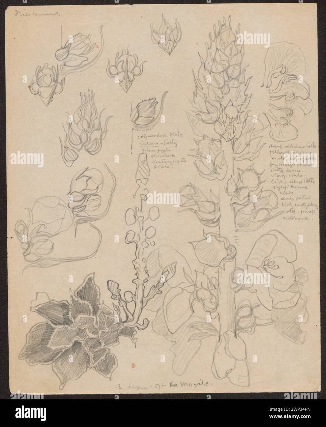 Les 1896 croquis de Wyspiański représentent des fleurs de molène, conservées dans la collection botanique du Fonds national pour la culture Józef Piłsudski. Banque D'Images