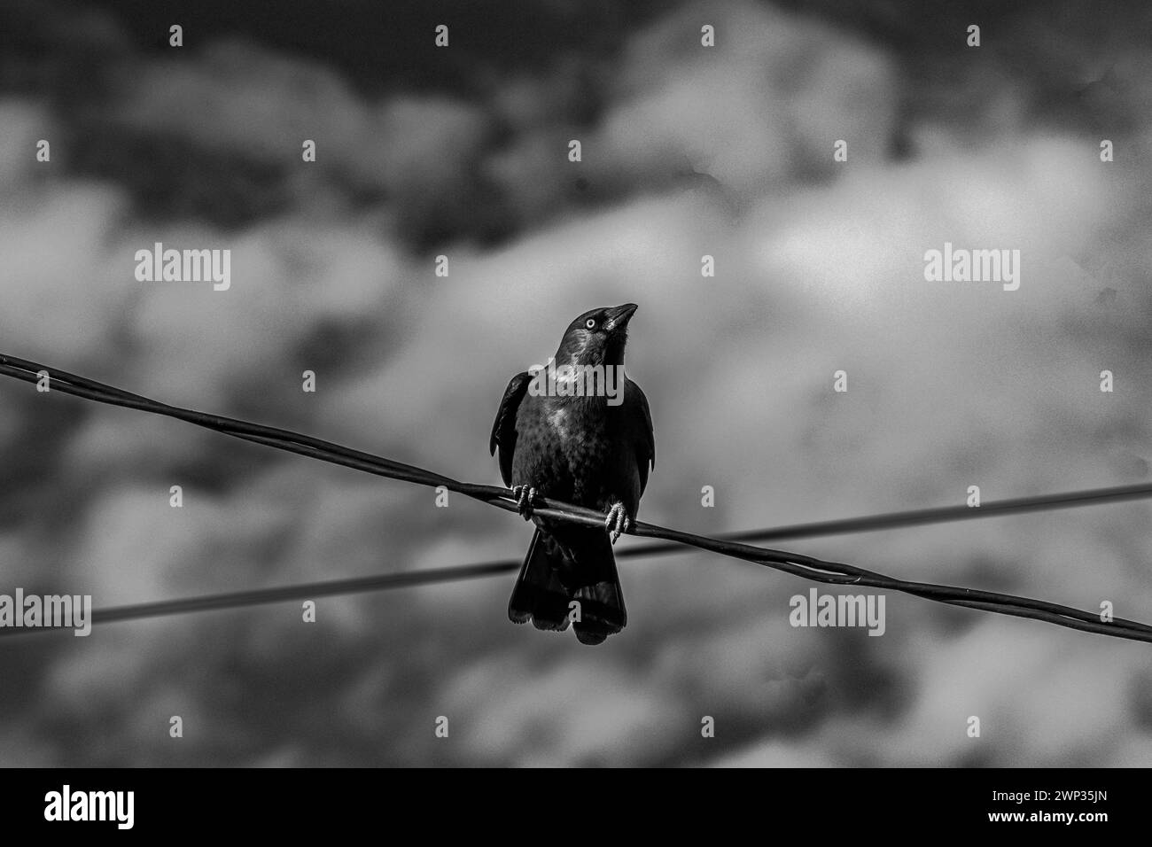 Solitude silhouette. Crow au milieu de câbles électriques croisés. Ciel dramatique. Portrait de l'oiseau. Noir et blanc , monochrome. Banque D'Images