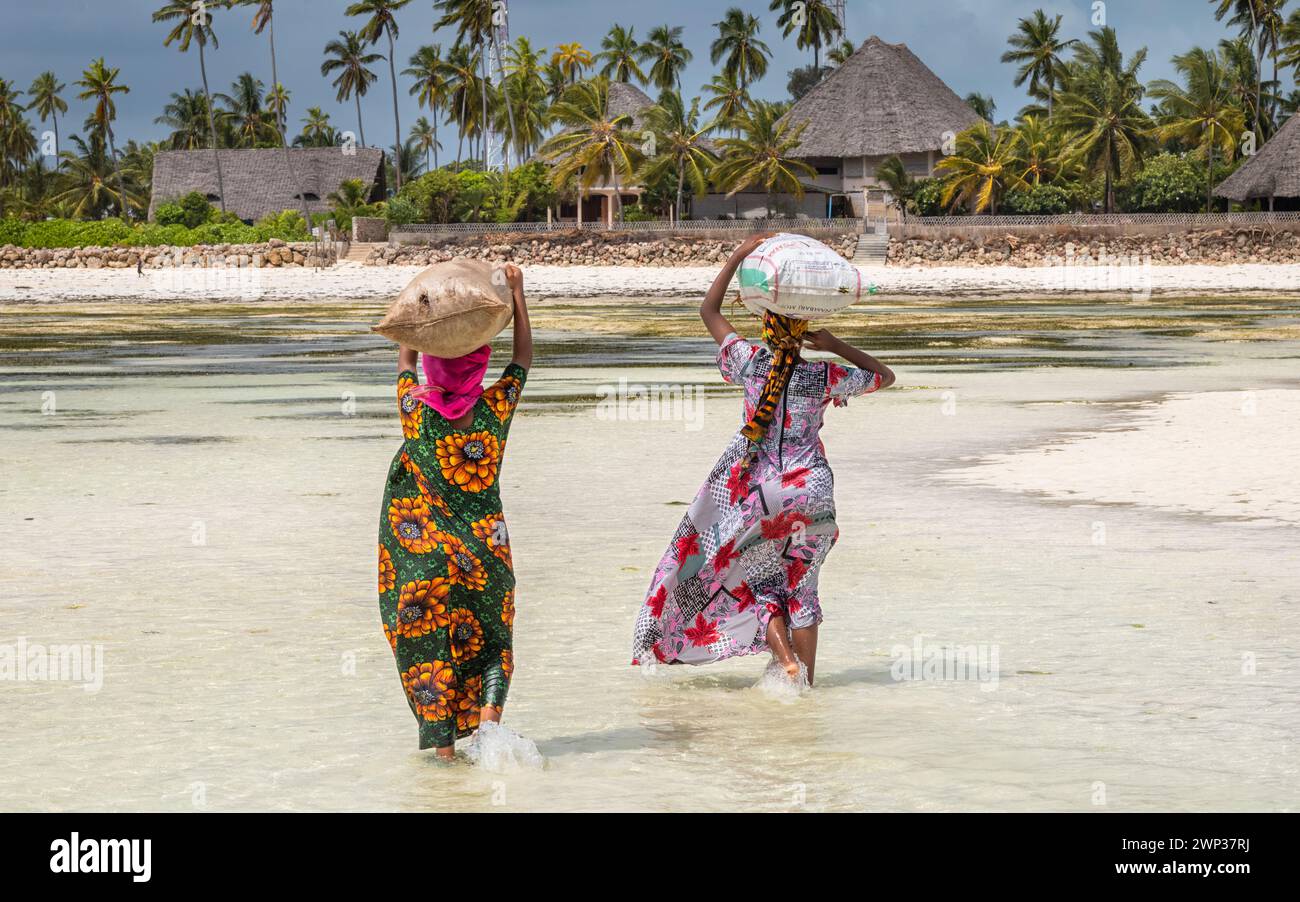 Deux adolescentes portent sur la tête des sacs d’algues fraîchement récoltées (Eucheuma denticulatum) que leur famille cultive, Jambiani, Zanzibar, Tanzan Banque D'Images