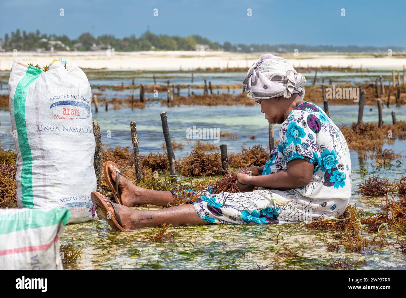 Une femme s'occupe de sa récolte d'algues (Eucheuma denticulatum), Jambiani, Zanzibar, Tanzanie. Banque D'Images