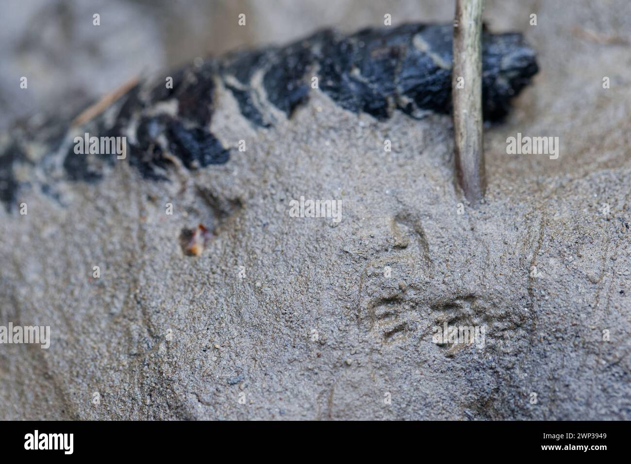 Traces de musaraignes dans la boue (Soricidae) Banque D'Images