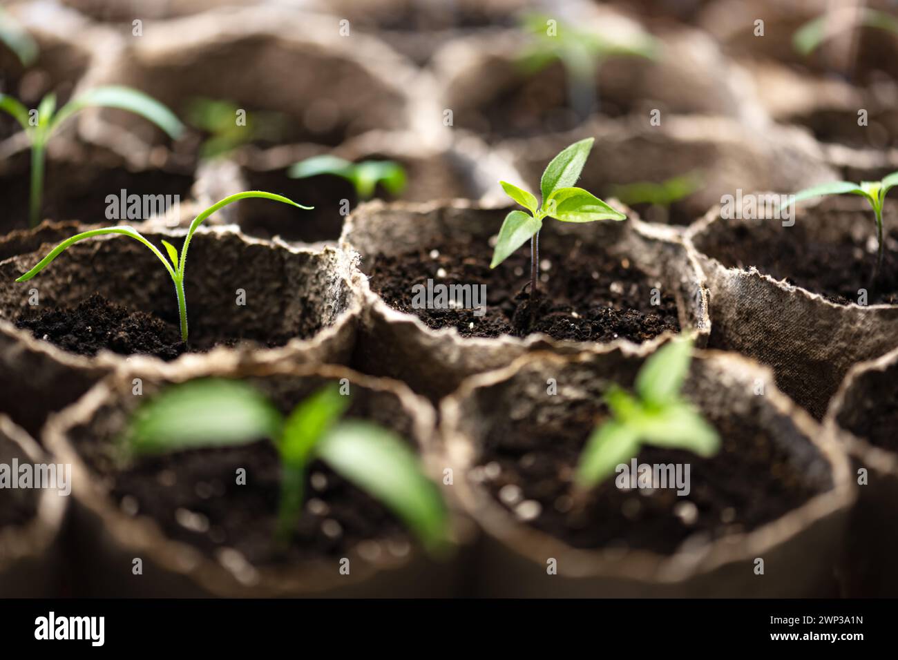 Semis de piment fort dans des gobelets en tourbe. Préparation des plantes pour la croissance en pleine terre. Concept de jardinage à la maison Banque D'Images