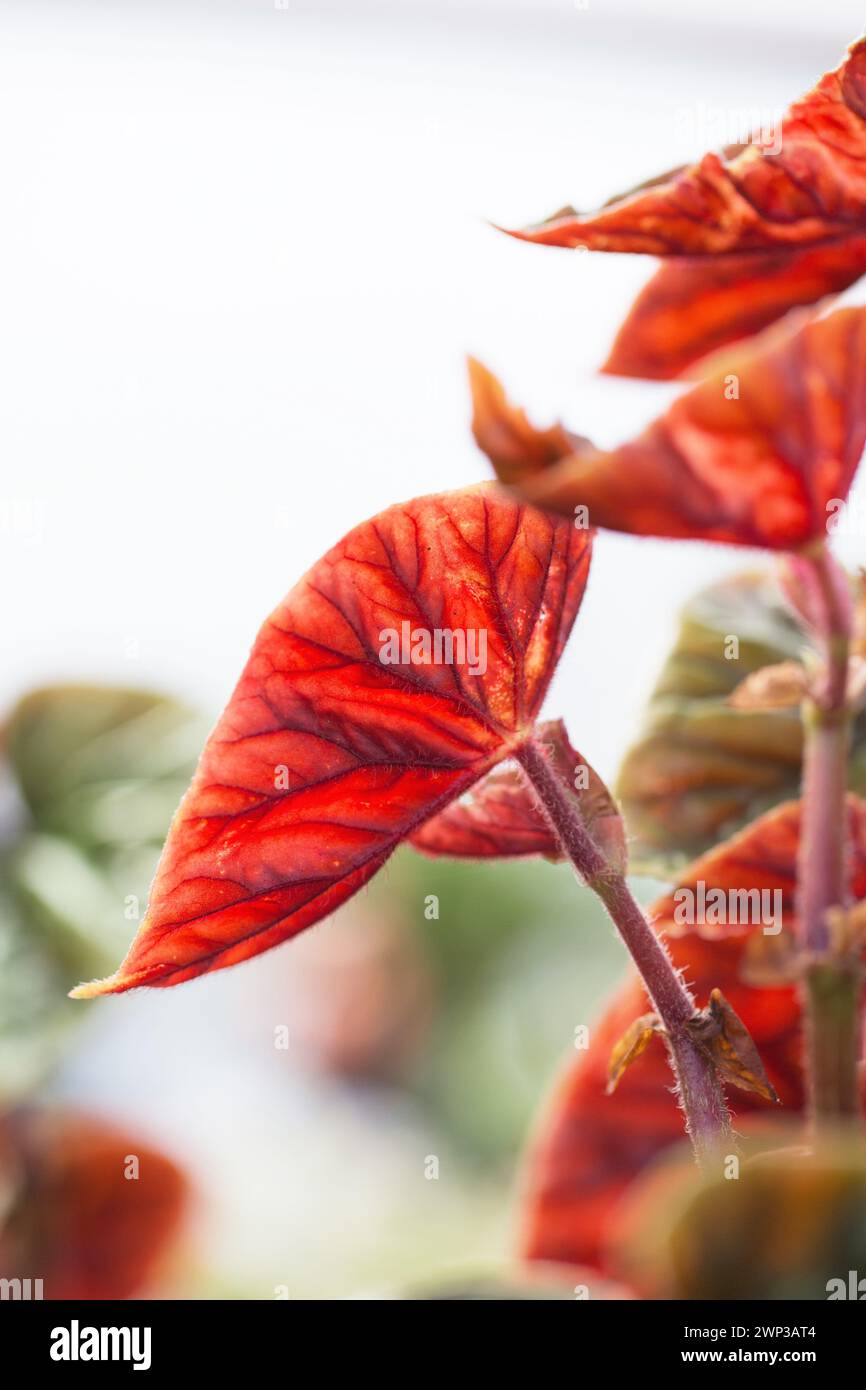 Begonia thurstonii plante en gros plan. Banque D'Images