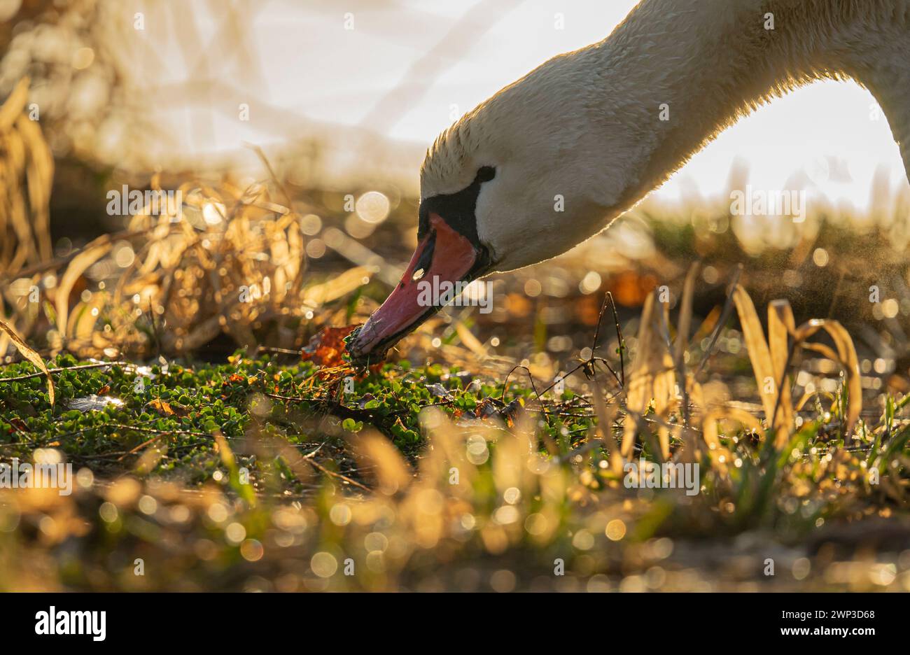 Les grands oiseaux d'Europe, les cygnes. Gros oiseaux blancs. Portrait d'un cygne. Banque D'Images