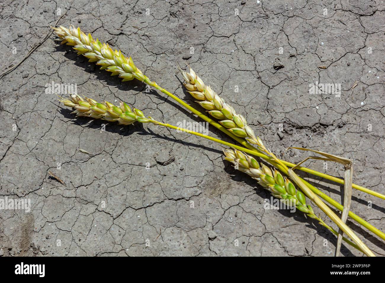 Thème de récolte de blé séché perdu. Les épis de blé reposent sur un sol sec et fissuré. terre déshydratée et épis d'orge. mise au point sélective, faible profondeur de champ. Banque D'Images