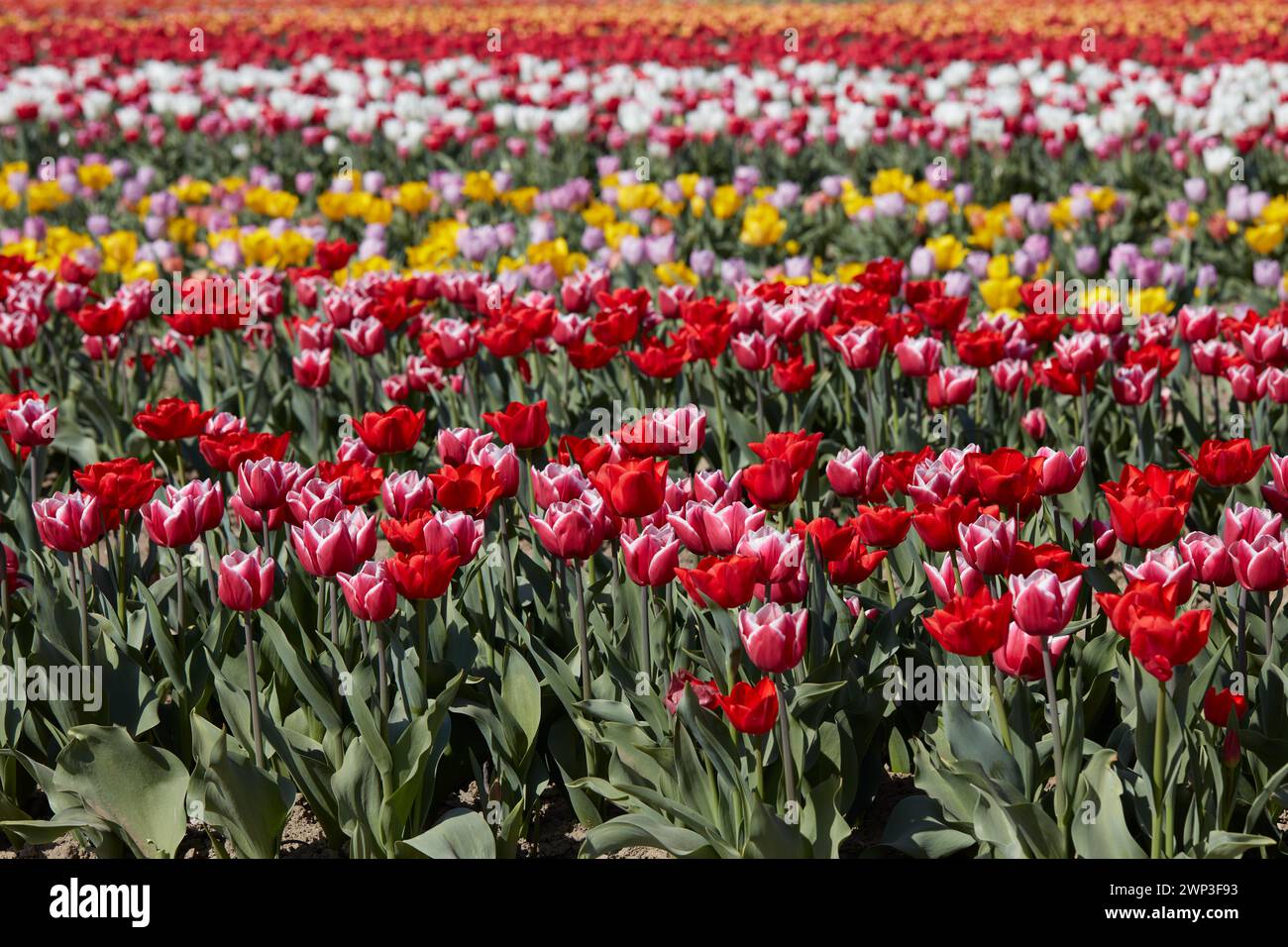 Champ de tulipes avec des fleurs dans les couleurs rouge, rose, blanc et jaune dans la lumière du soleil de printemps Banque D'Images