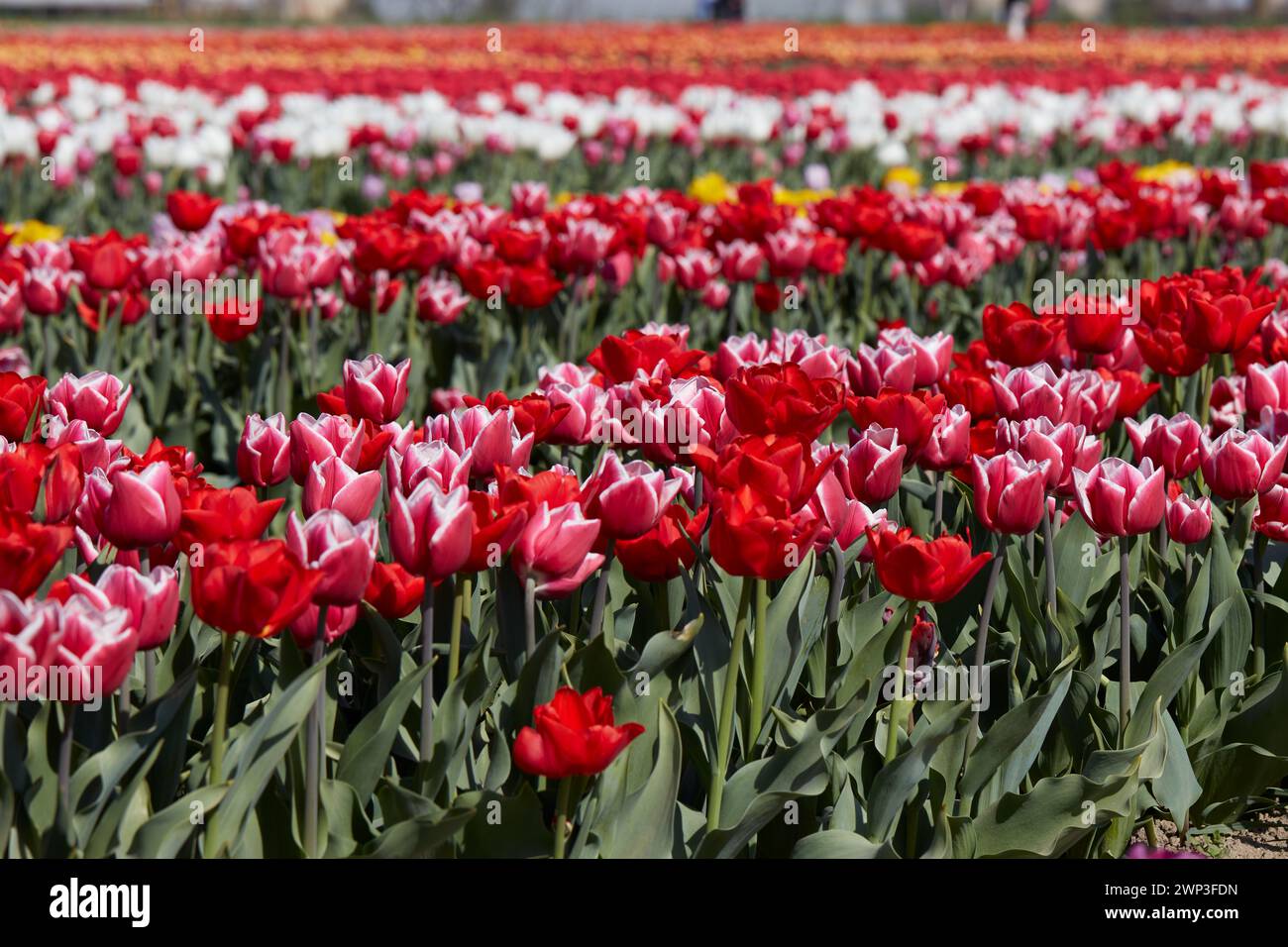 Champ de tulipes avec des fleurs dans les couleurs rouge, rose, blanc et jaune dans la lumière du soleil de printemps Banque D'Images