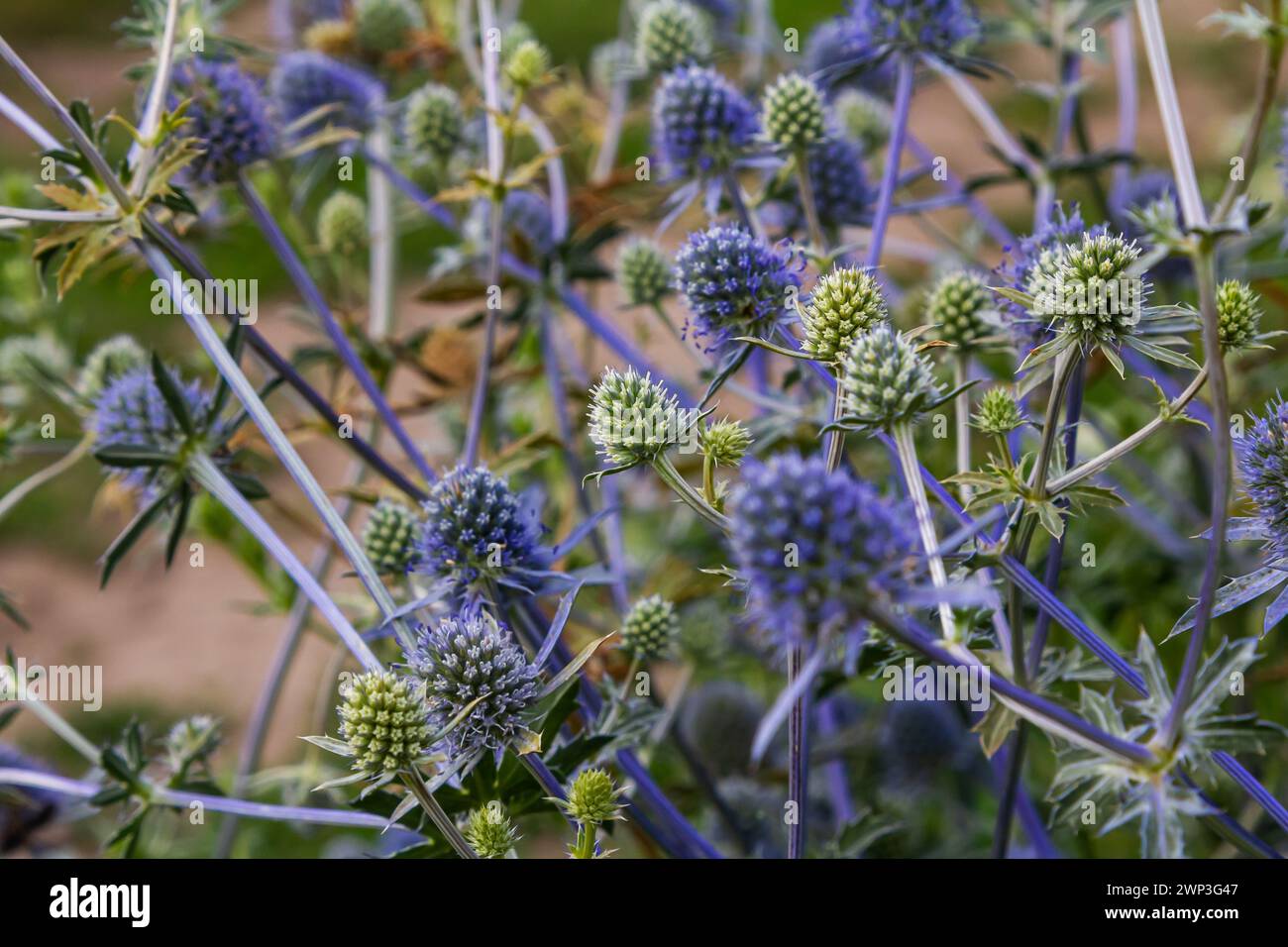 Eryngium Planum ou Blue Sea Holly - Flower Growing on Meadow. Plantes herbères sauvages. Banque D'Images