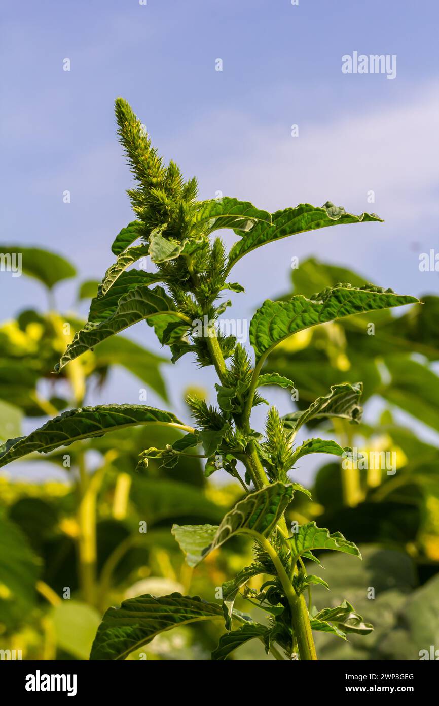 Amarante verte Amaranthus hybridus en fleur. Plante dans la famille des Amaranthaceae poussant comme mauvaise herbe envahissante. Banque D'Images