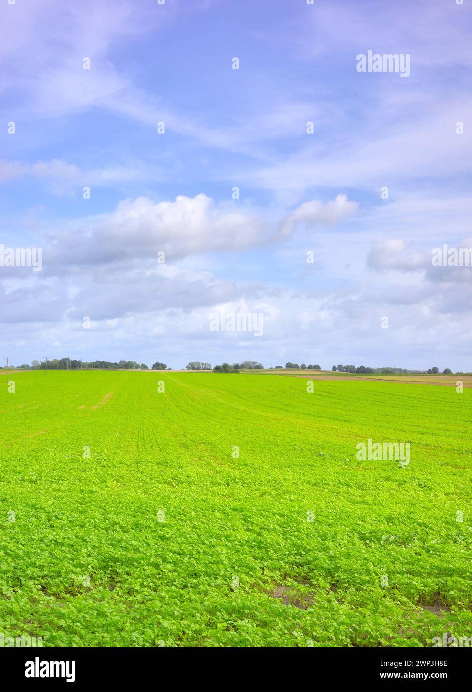 Photo d'un champ agricole, mise au point sélective. Banque D'Images