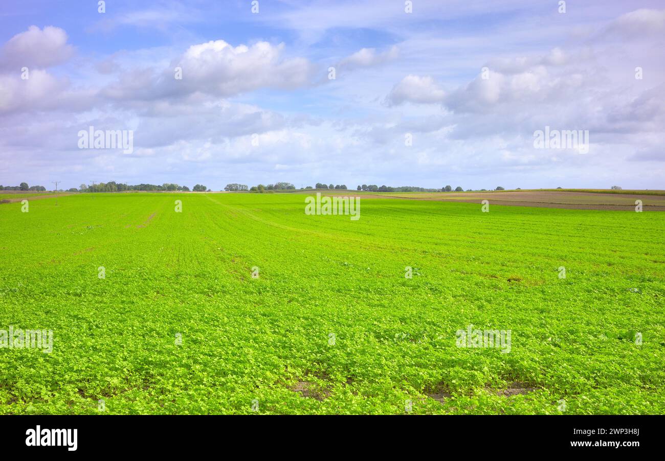 Photo d'un champ agricole, mise au point sélective. Banque D'Images