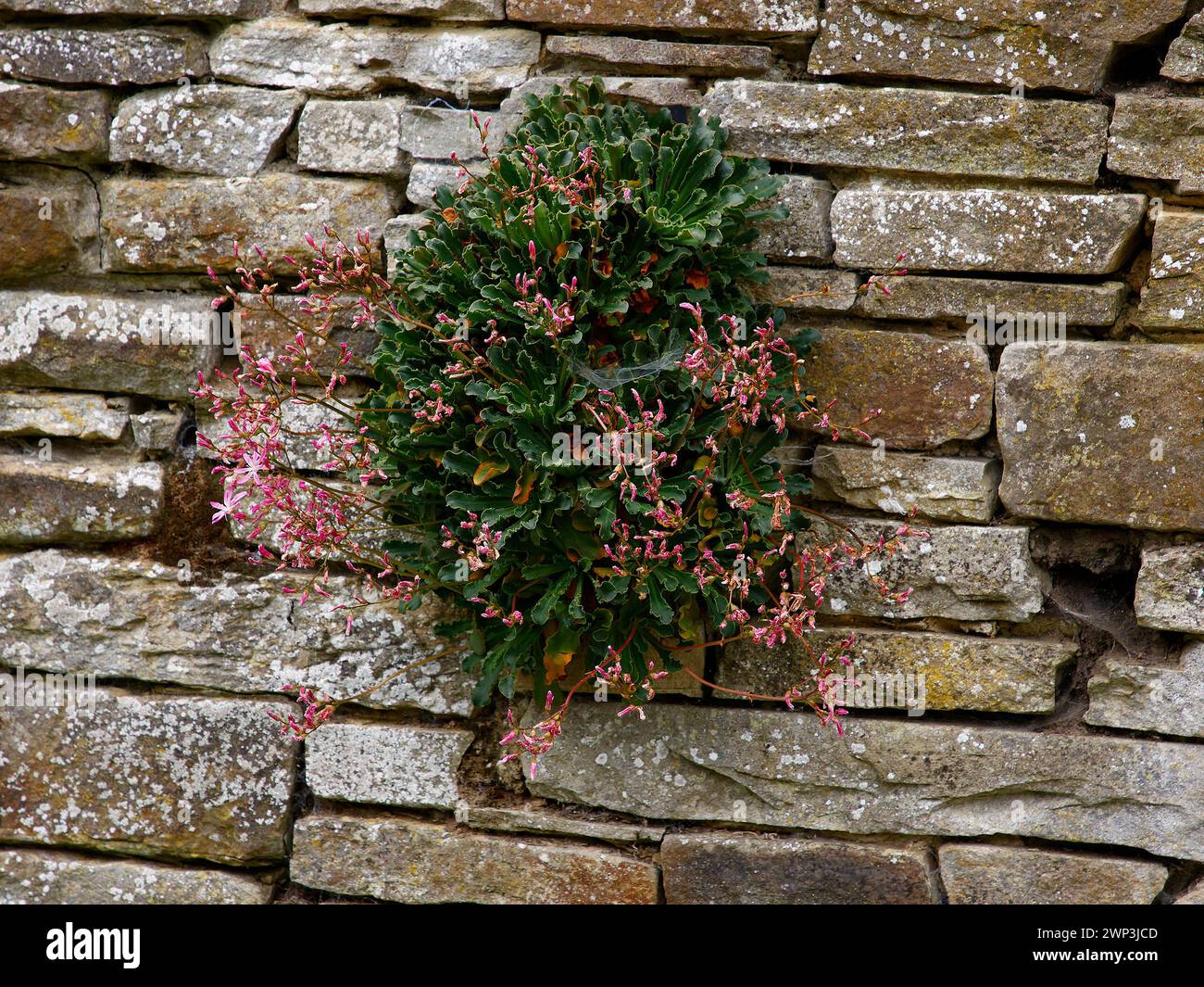 Gros plan sur les fleurs roses et les feuilles vertes de la plante de roche succulente lewisia cotyledon Regenbogen. Banque D'Images