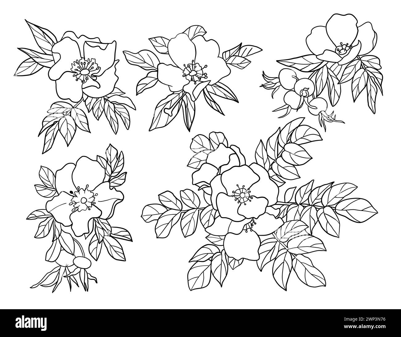 Silhouettes de fleurs de hanche rose ensemble, grand pack de conception de silhouette de vecteur, fond blanc isolé Illustration de Vecteur