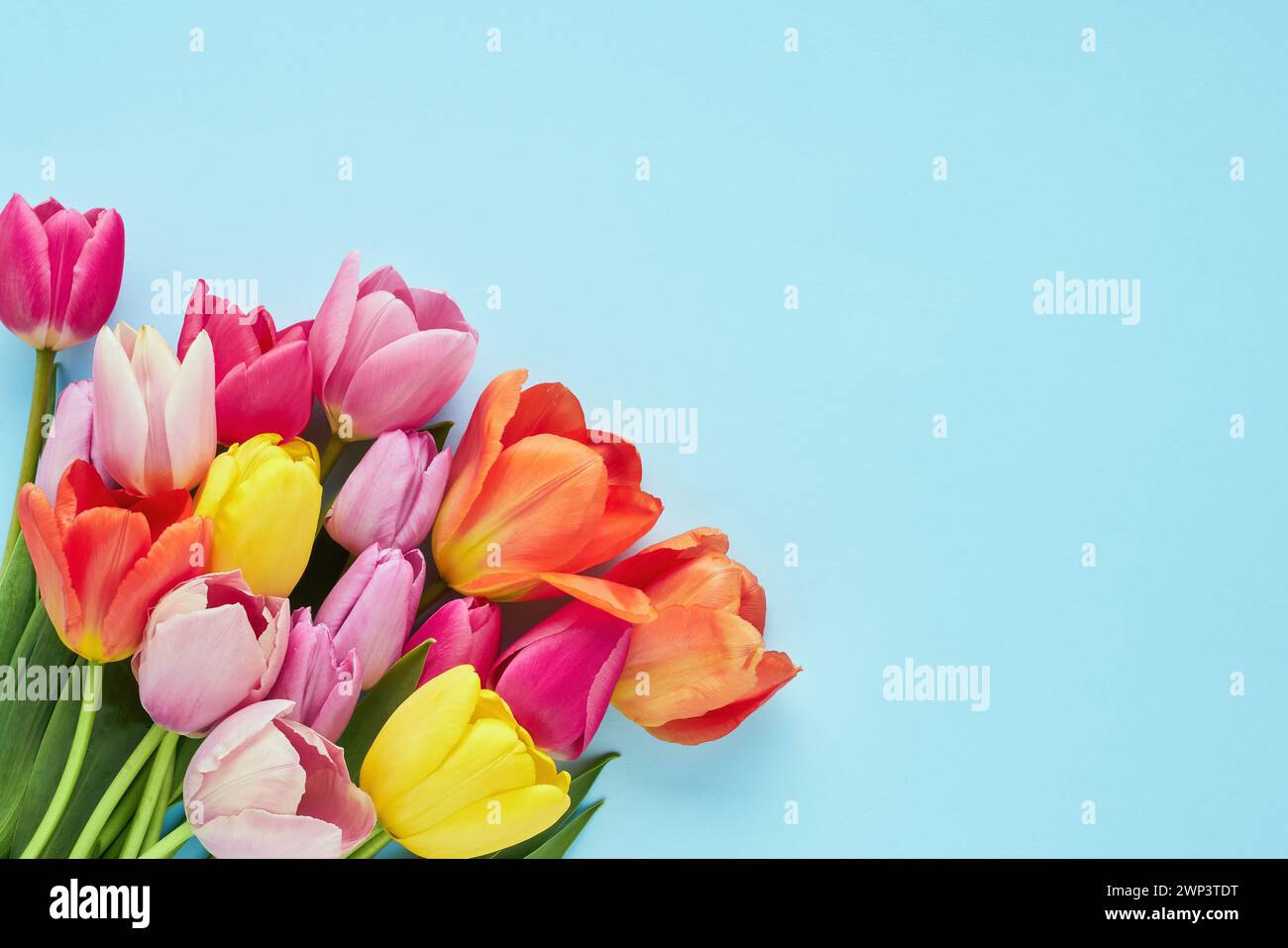 Bouquet de tulipes colorées sur fond bleu clair. Fête des mères, Saint Valentin, concept de célébration d'anniversaire. Carte de voeux. Espace de copie Banque D'Images