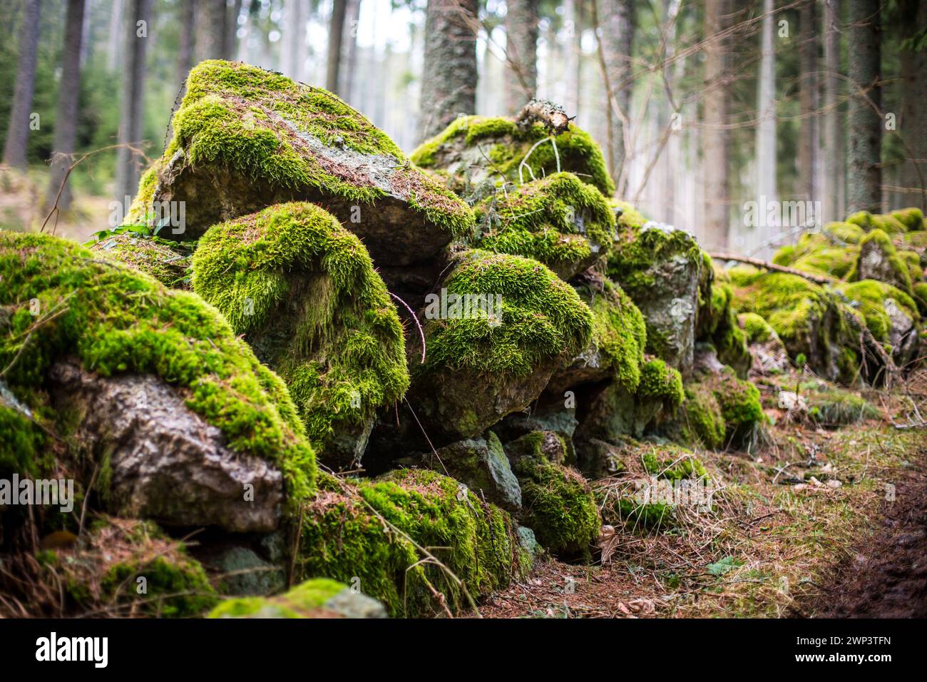 Mur de pierre naturelle dans la forêt couverte de mousse - Waldviertel, Naturpark Scheiben (Bad Großpertholz) Banque D'Images