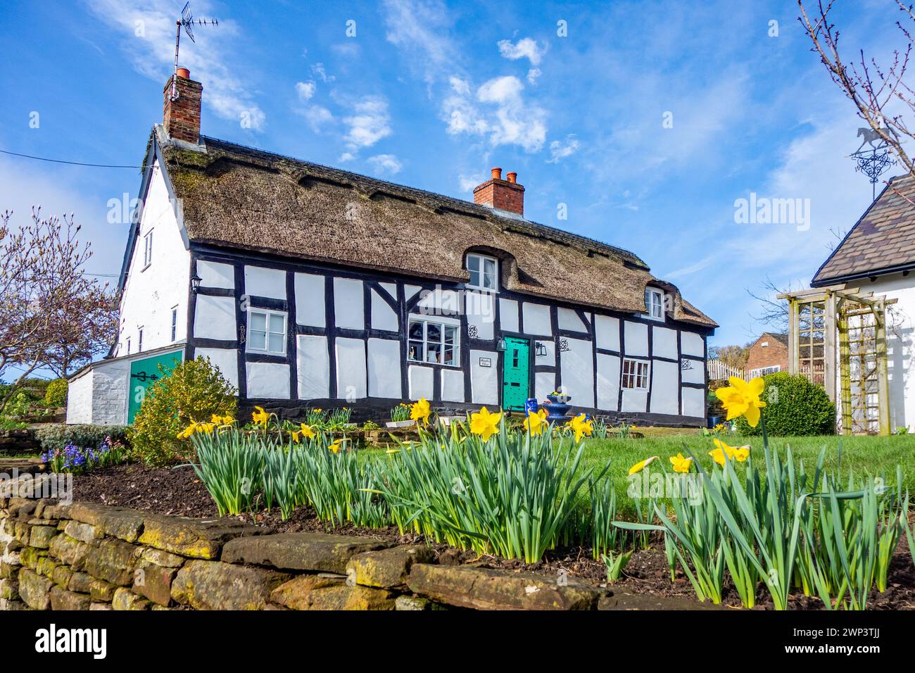 Maison de campagne pittoresque à colombages noir et blanc idyllique dans le village rural du Cheshire Eaton by Tarporley Daffodils Banque D'Images