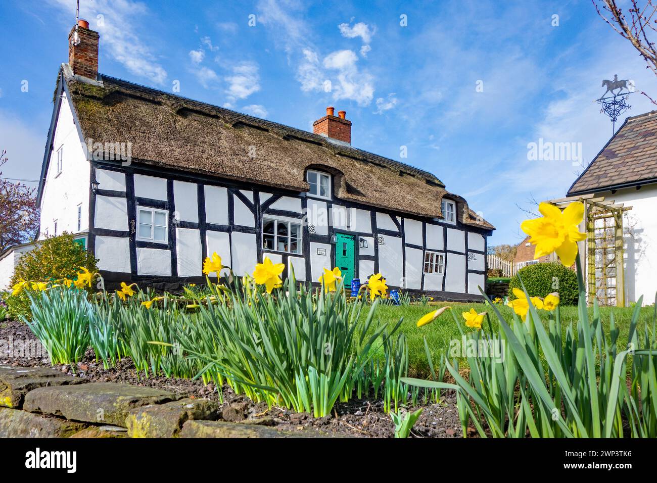Maison de campagne pittoresque à colombages noir et blanc idyllique dans le village rural du Cheshire Eaton by Tarporley Daffodils Banque D'Images