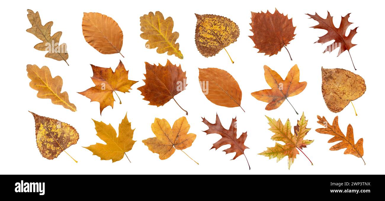Ensemble de feuilles brunes sèches isolées sur blanc. Feuilles d'érable, de chêne, de peuplier, de platane, de hêtre et de bouleau colorés en automne. Banque D'Images