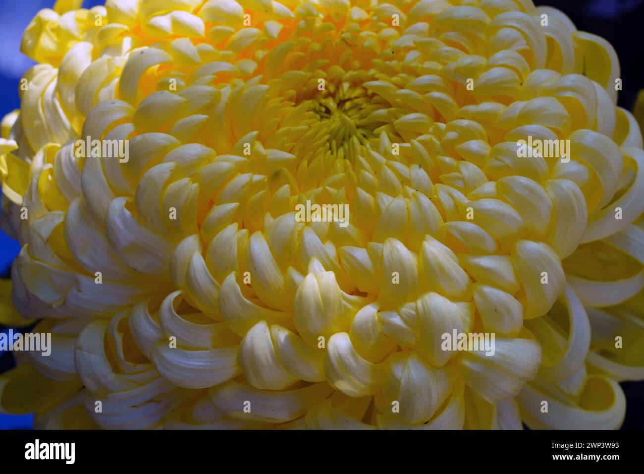 Grande tête jaune de fleur de chrysanthème japonais Banque D'Images