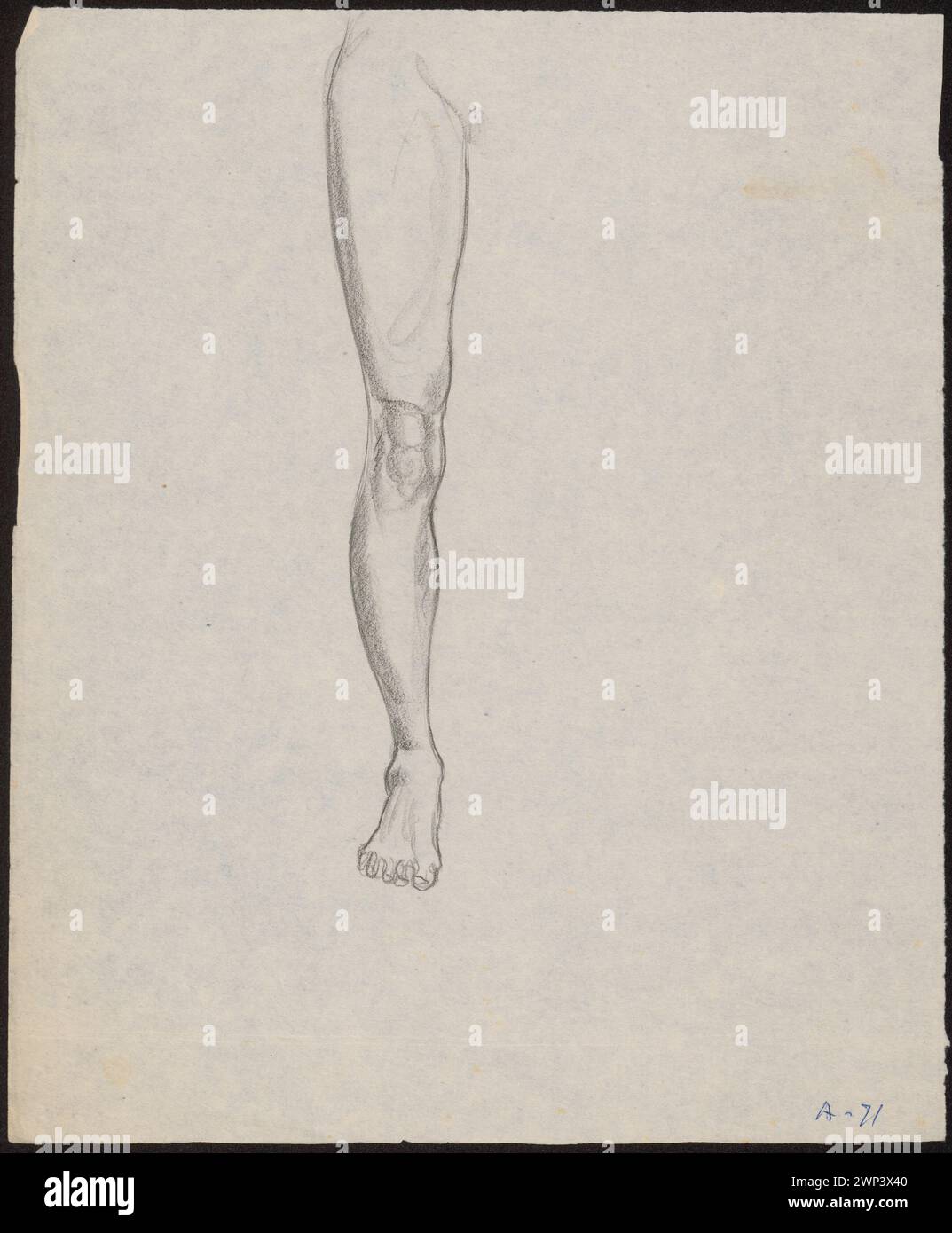 Le croquis de Raynefeld de 1930-1940 se concentre sur une seule jambe, mettant en évidence la musculature, les articulations et la posture. Banque D'Images