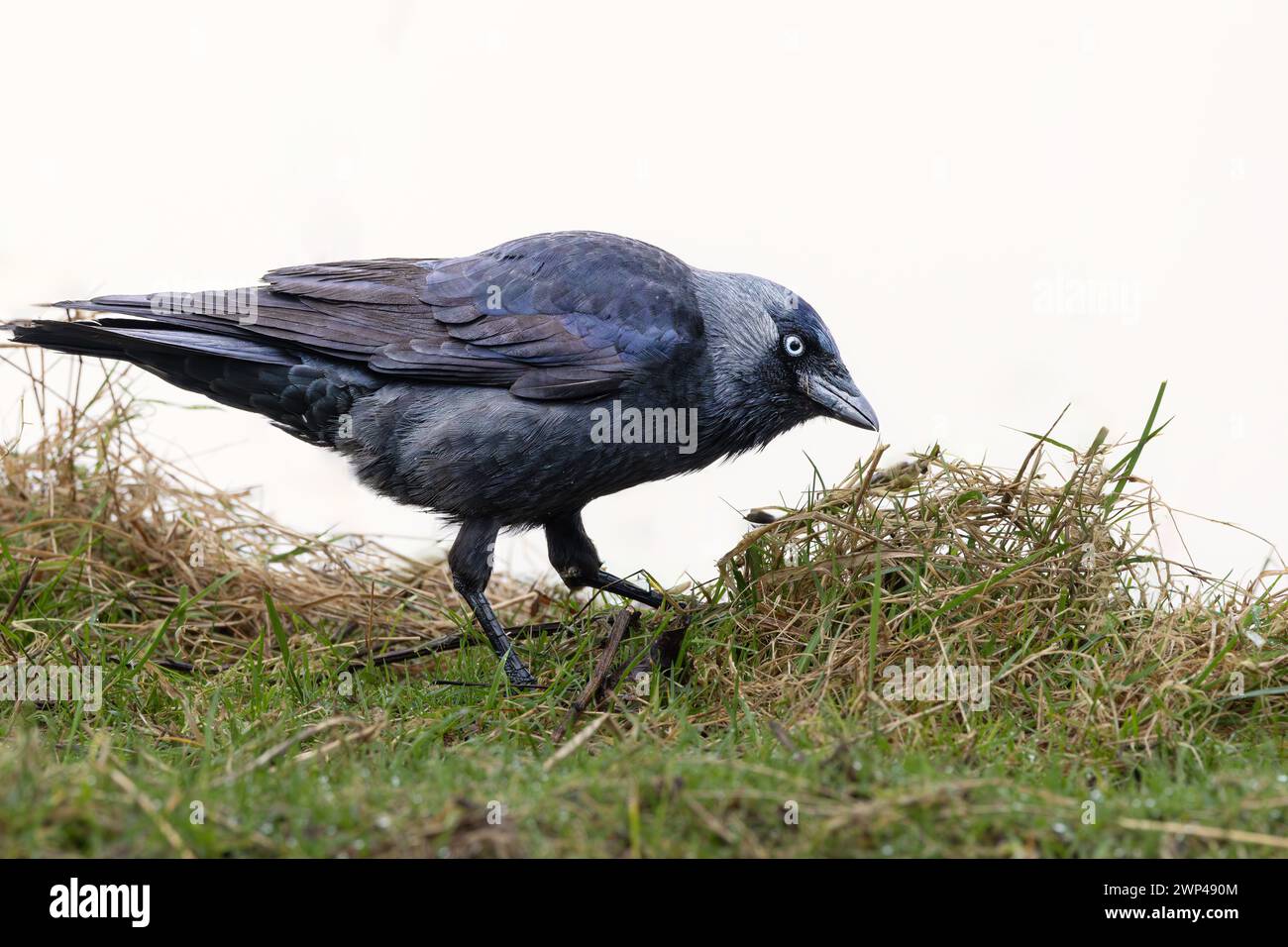 Portrait d'un jackdaw, Corvus monedula, penché au-dessus d'une touffe d'herbe sur le sol à la recherche de nourriture avec un œil pointu sur le photographe debout voisin Banque D'Images