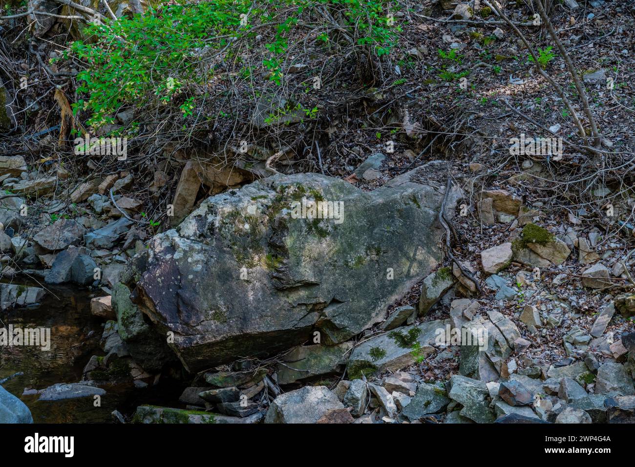 Une grande roche se trouve au milieu des débris sur un sol forestier ombragé, en Corée du Sud Banque D'Images