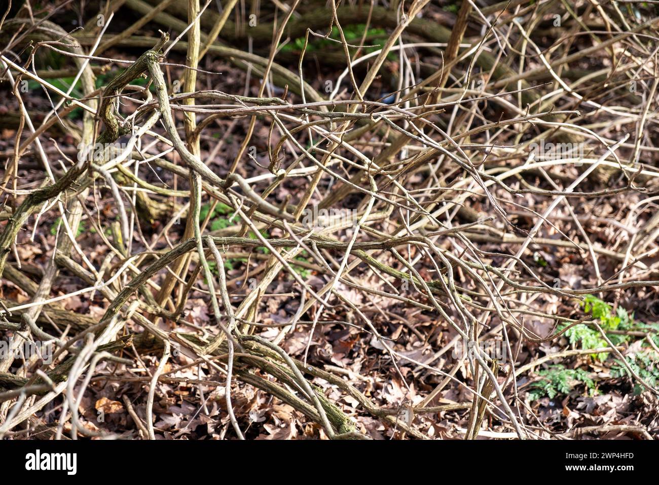 La nature enchevêtrée embrasse les branches rugueuses et moussues Banque D'Images