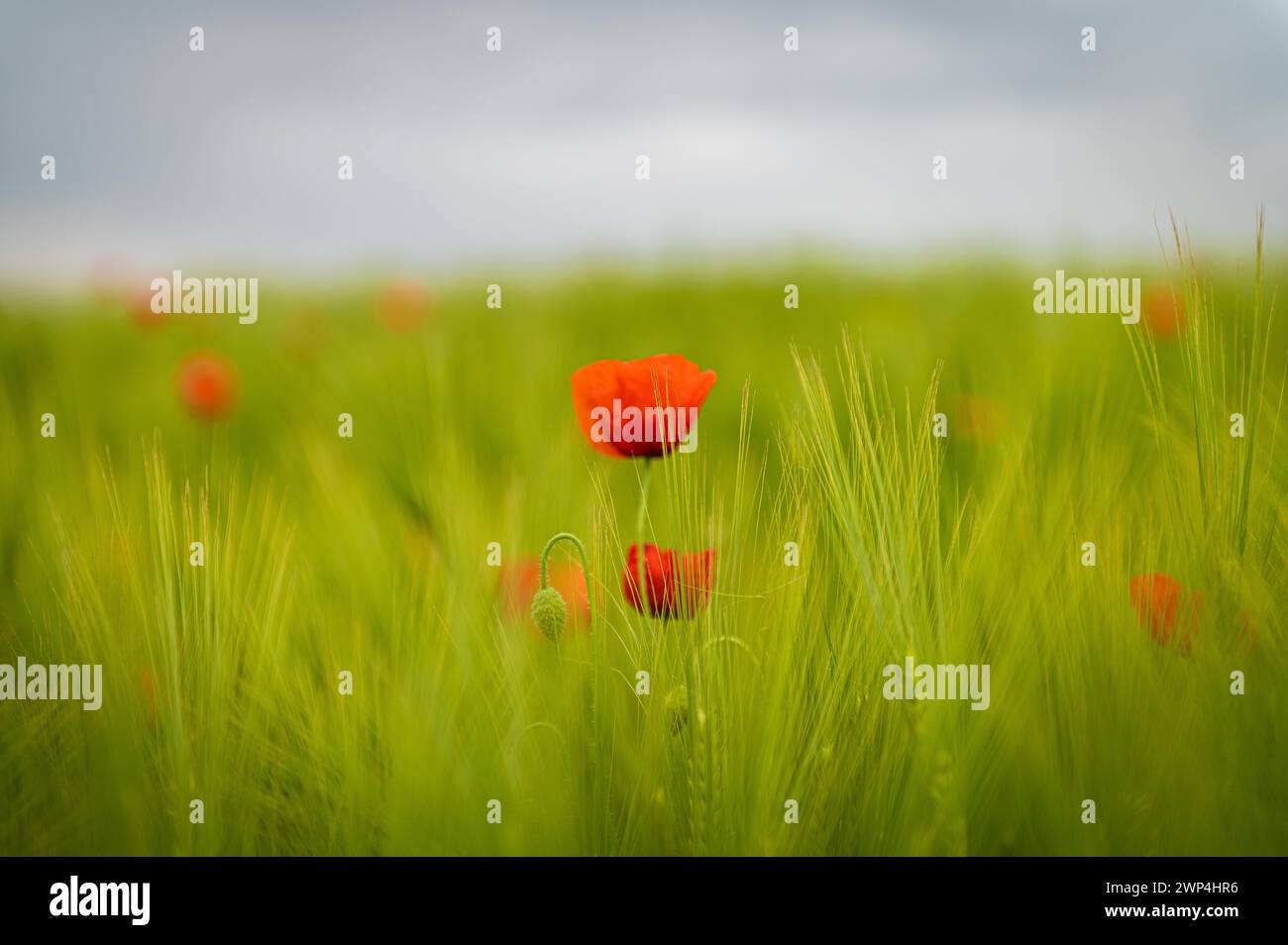 Coquelicot rouge au premier plan avec un champ flou de seigle vert en arrière-plan, coquelicot, papave Banque D'Images