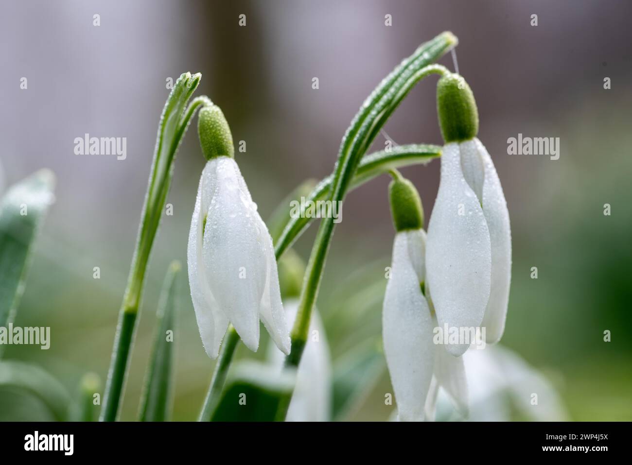 Gros plan de gouttes de neige recouvertes de rosée symbolisant la fraîcheur du printemps, en Allemagne Banque D'Images