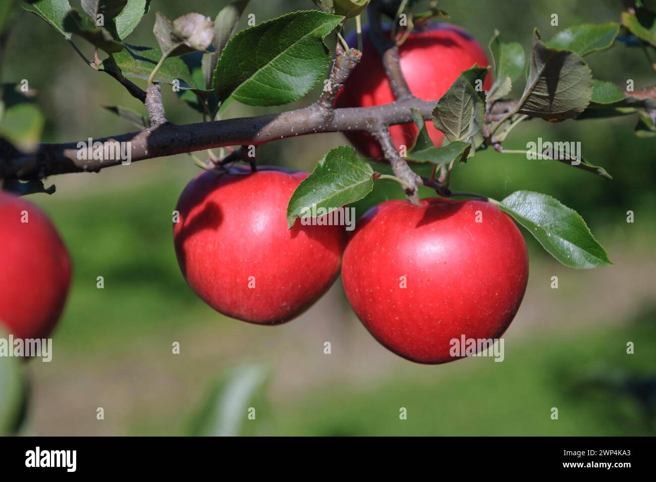 Julius kuehn Banque de photographies et d’images à haute résolution - Alamy