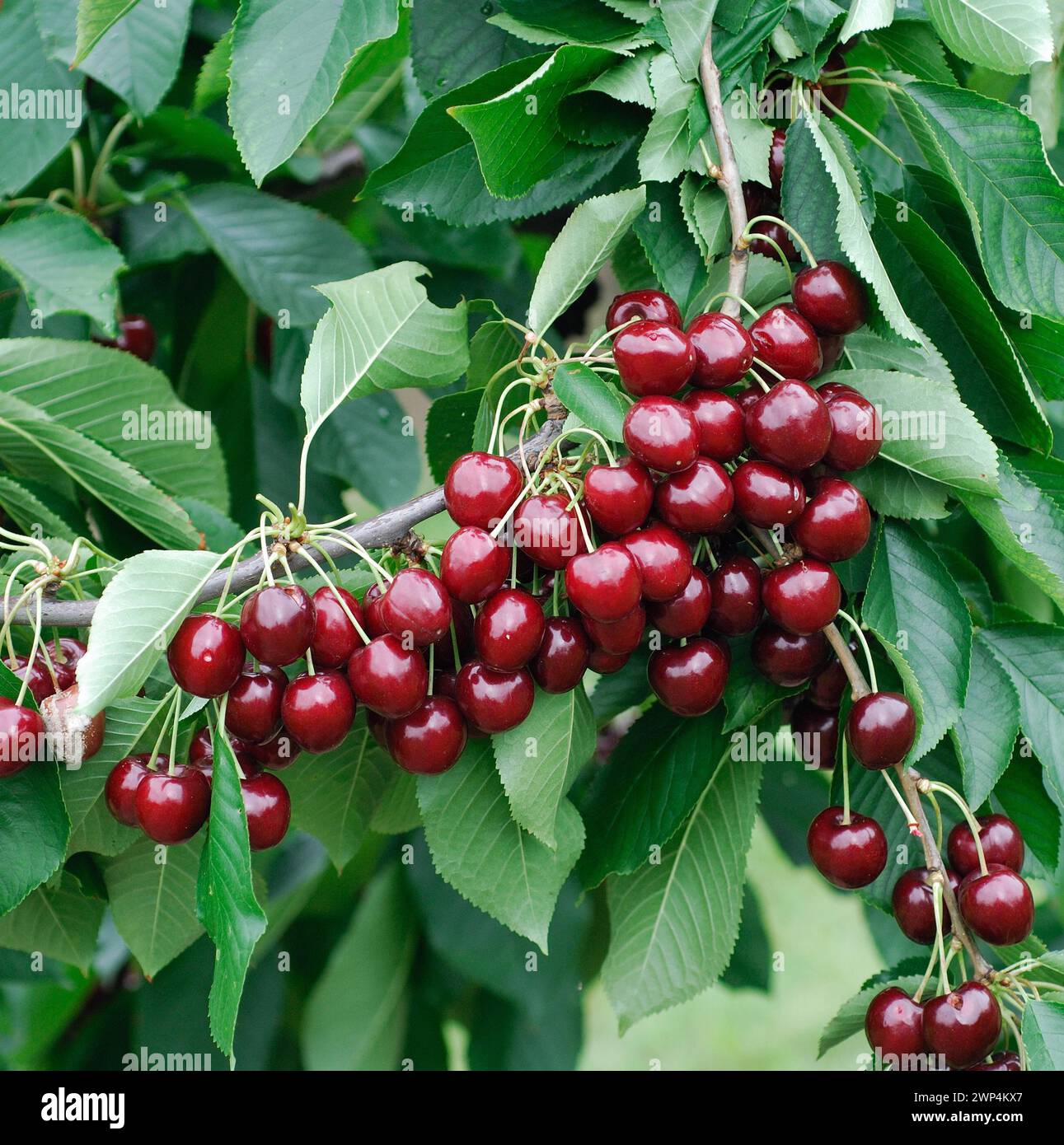 Prunus avium 'Sella' Banque D'Images