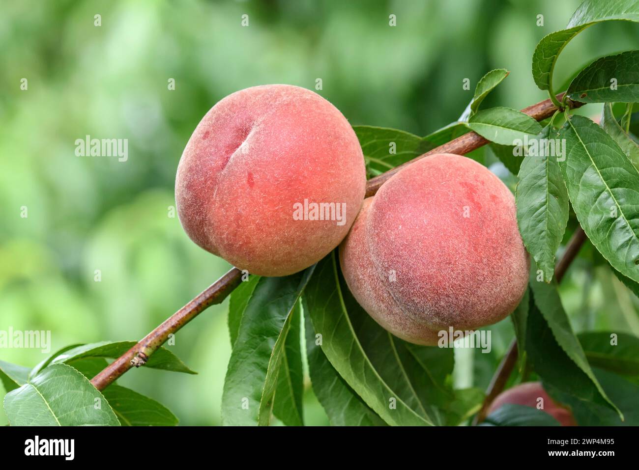 Pêche (Prunus persica 'Red Robin'), Baum- und Rebschule Schreiber KG, Poysdorf, basse-Autriche, Autriche Banque D'Images