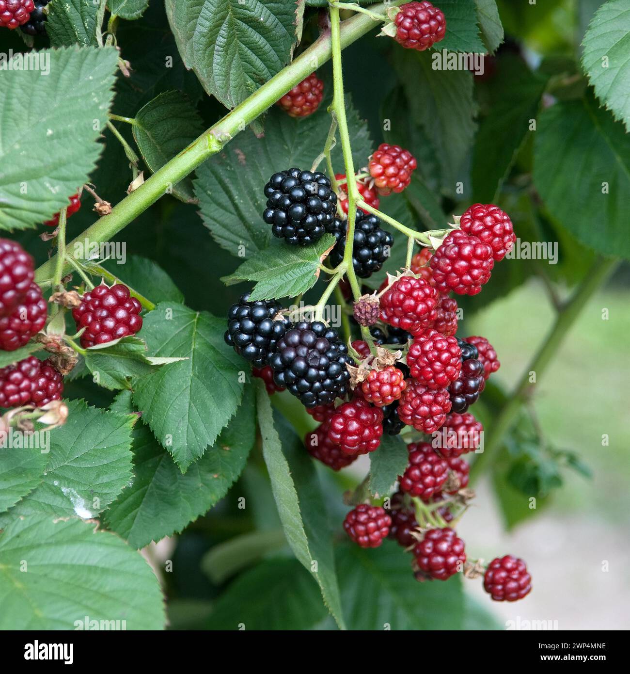 mûre sans épine (Rubus fruticosus 'Chester Thornless'), Wurzen, 81 Banque D'Images