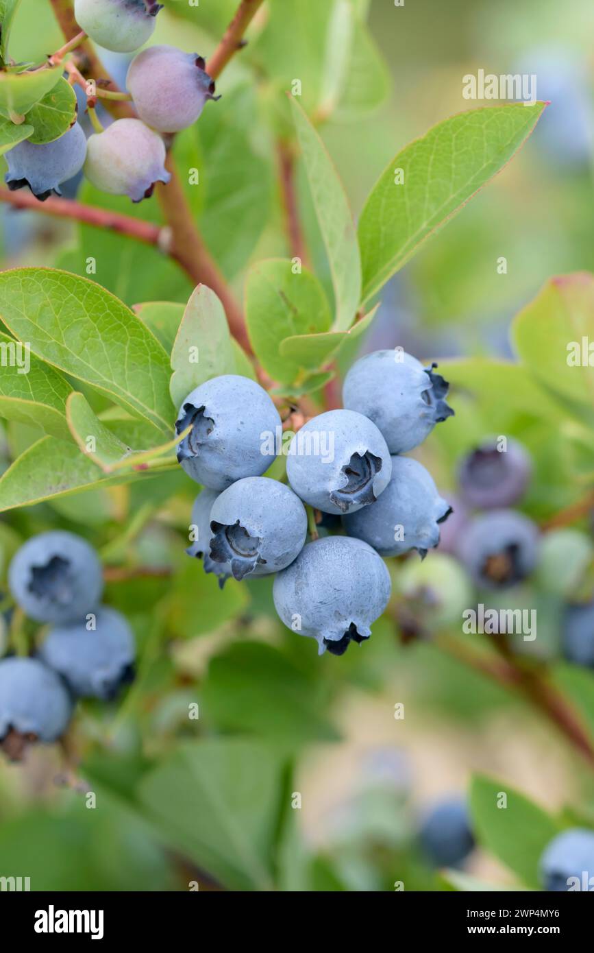 Bleuets (Vaccinium corymbosum 'Windsor'), Bundessorteamt, Marquardt Testing Centre, Marquardt, Brandebourg, Allemagne Banque D'Images