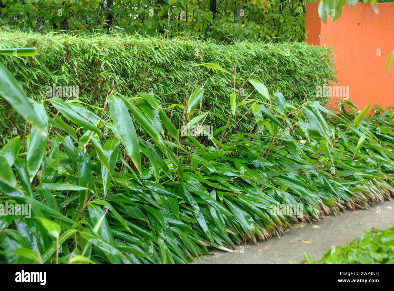 Bambou nain à feuilles larges tacheté (Sasa palmata F. nebulosa), (Fargesia), Rhodo 2014, Gueldre, pays-Bas Banque D'Images