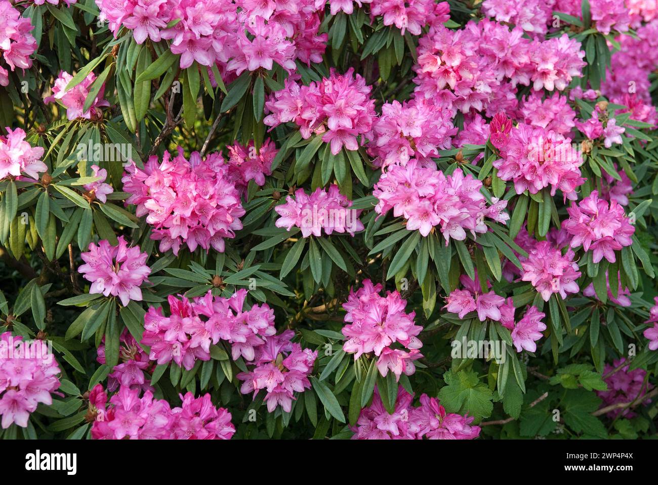 Rose alpine Makinoi (Rhododendron makinoi 'Rosa Perle'), Park der Gaerten, Bad Zwischenahn, 81 Banque D'Images