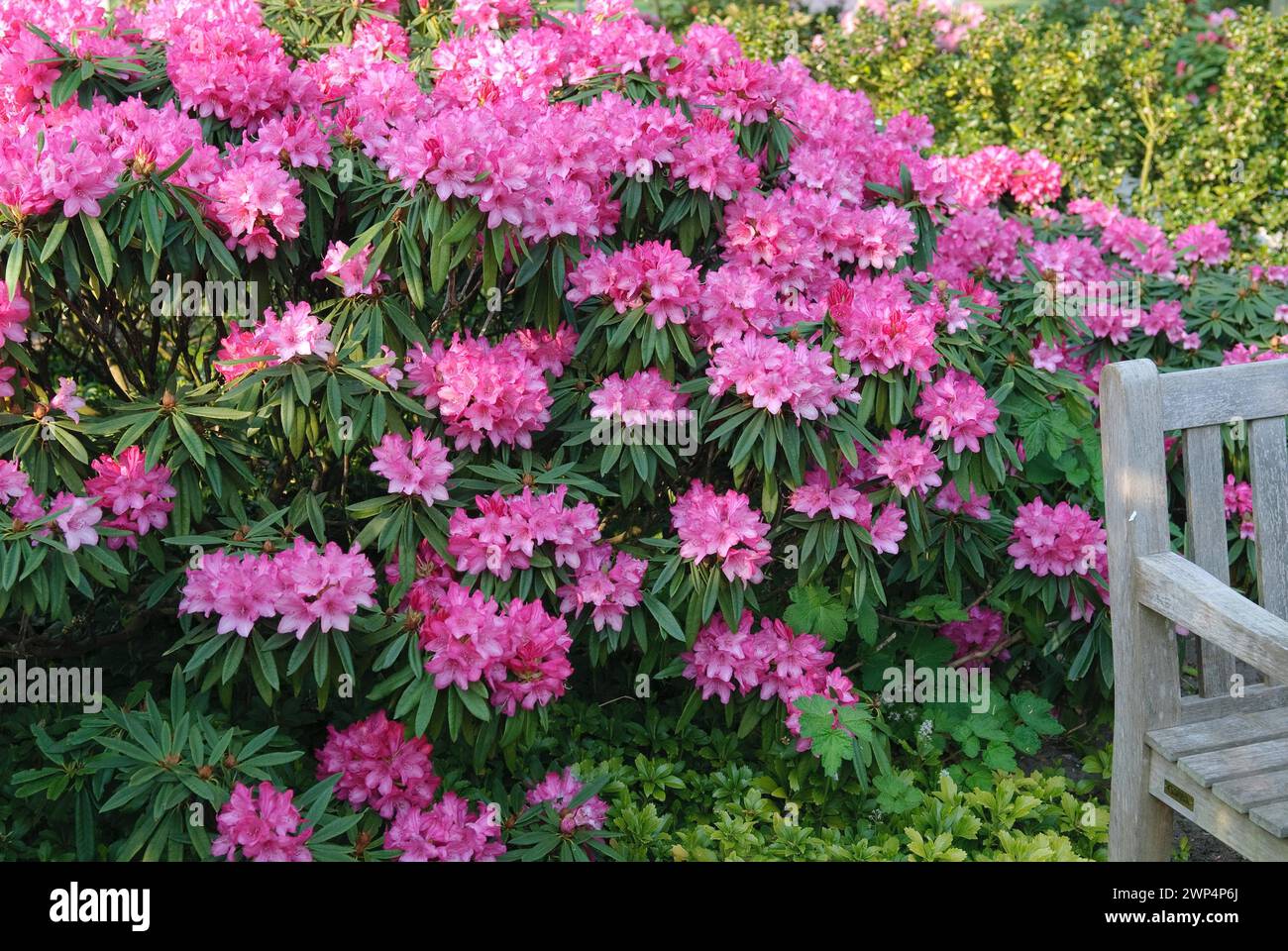 Rose alpine Makinoi (Rhododendron makinoi 'Rosa Perle'), Park der Gaerten, Bad Zwischenahn, 81 Banque D'Images