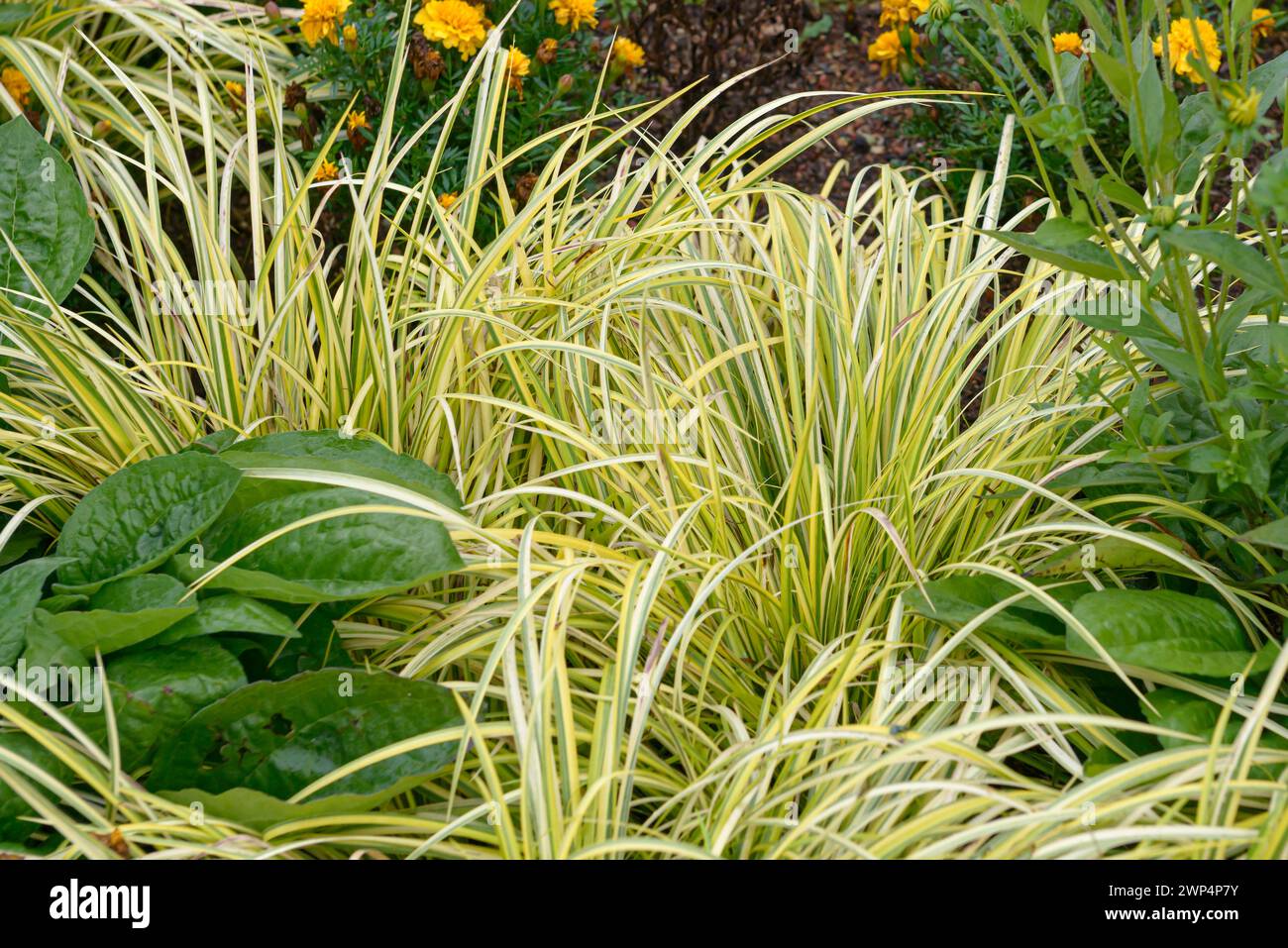 Calamus (Acorus gramineus 'Ogon'), Anchers Havecenter, Rathenow, Brandebourg, Allemagne Banque D'Images